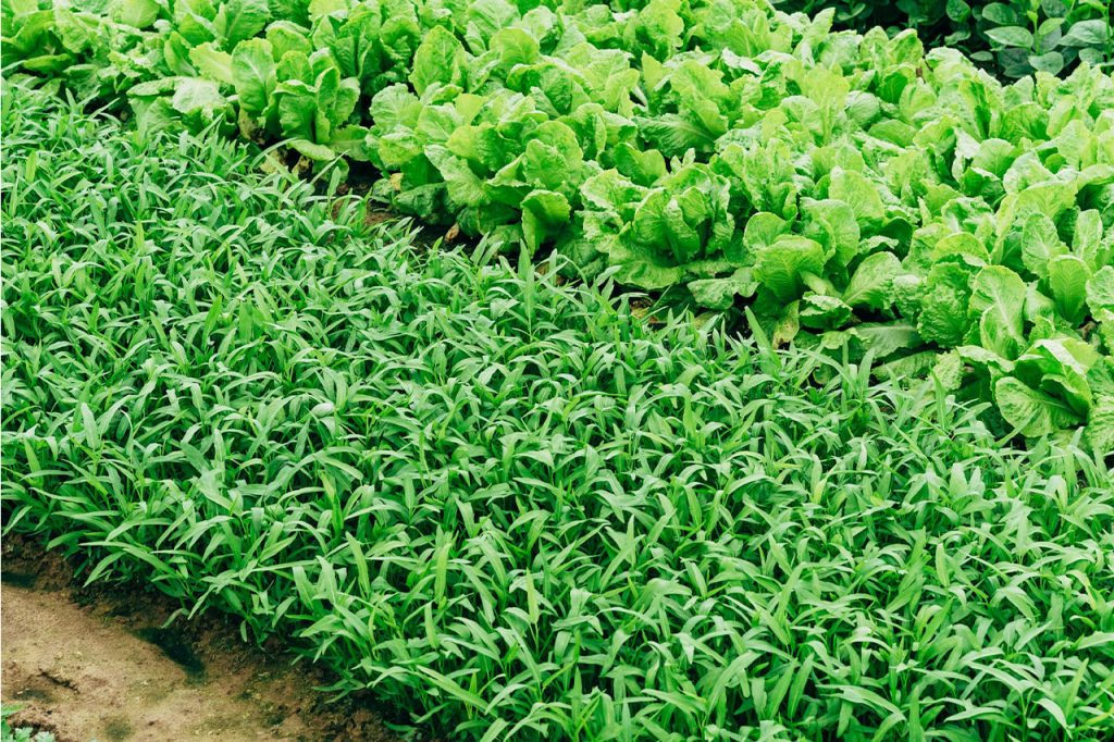 crop
