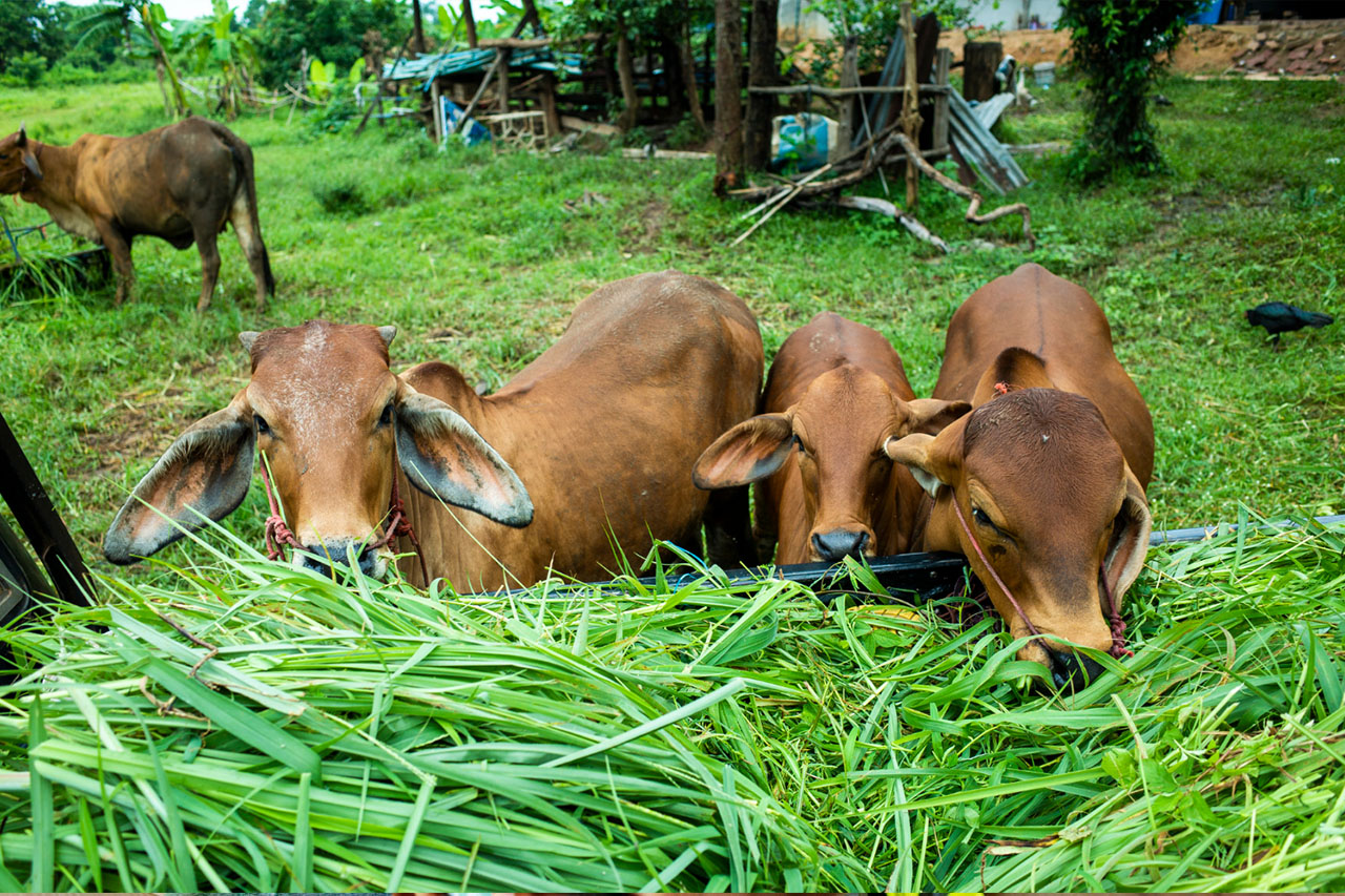 crop livestock